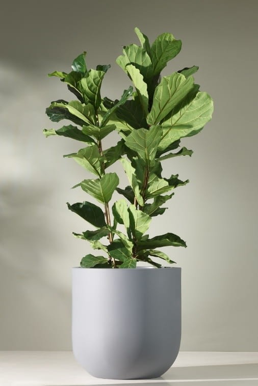 Duża donica okrągła na taras Primo 70 cm mrozoodporna pełna szara | Monumo