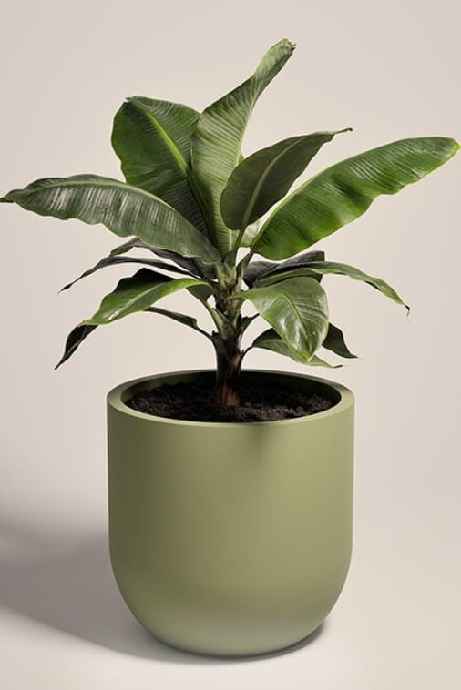 Duża donica okrągła na taras Primo 70 cm mrozoodporna pełna oliwkowa | Monumo