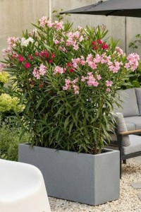 Prostokątna długa wąska donica ogrodowa Long Slim 80 cm (80x30x35) w efekcie kamienia | Monumo