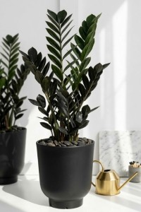 Donica do salonu okrągła 36 cm czarna | Stevio z półką | Monumo