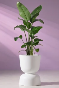 Donica ogrodowa kielich dwustronny 60 cm biała | Reverso z półką | Monumo