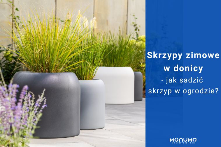 Skrzyp zimowy w donicy