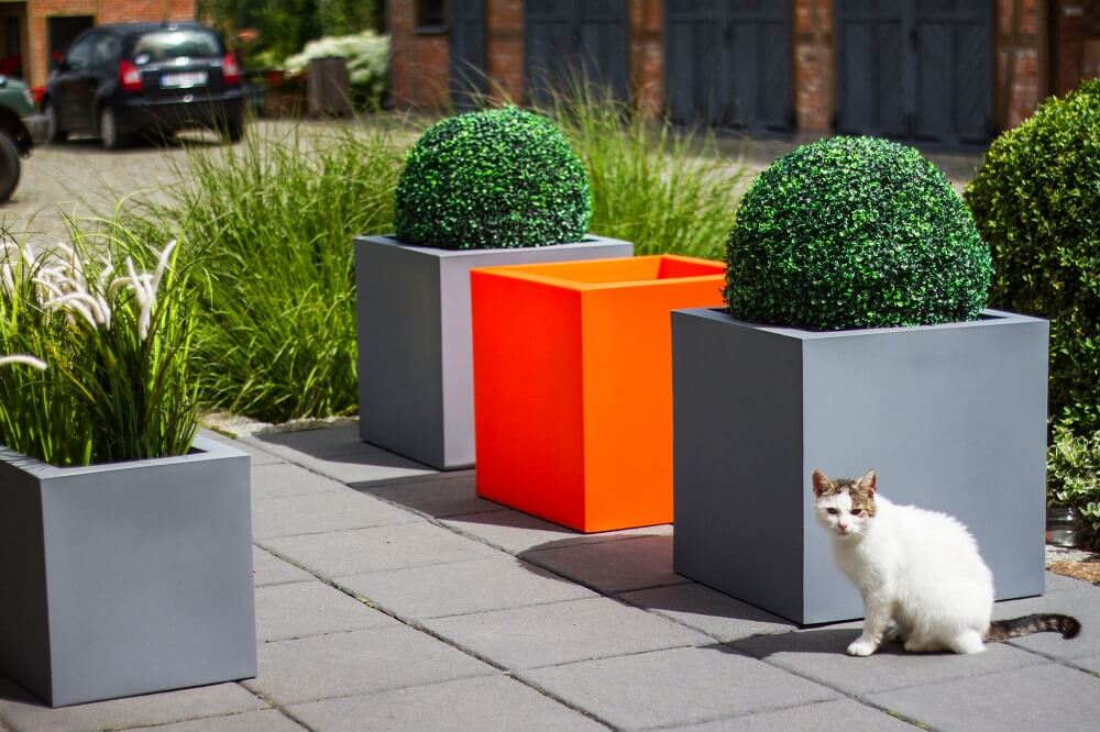 Rozmnażanie i nawożenie sansewierii: optymalne podłoże