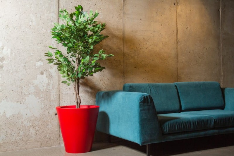 Jakie drzewka posadzić w donicy?