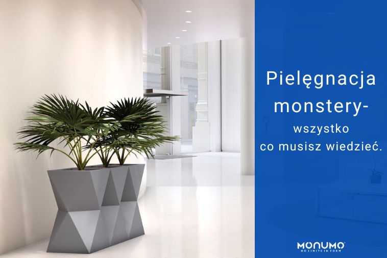 Pielęgnacja monstery – wszystko co musisz wiedzieć