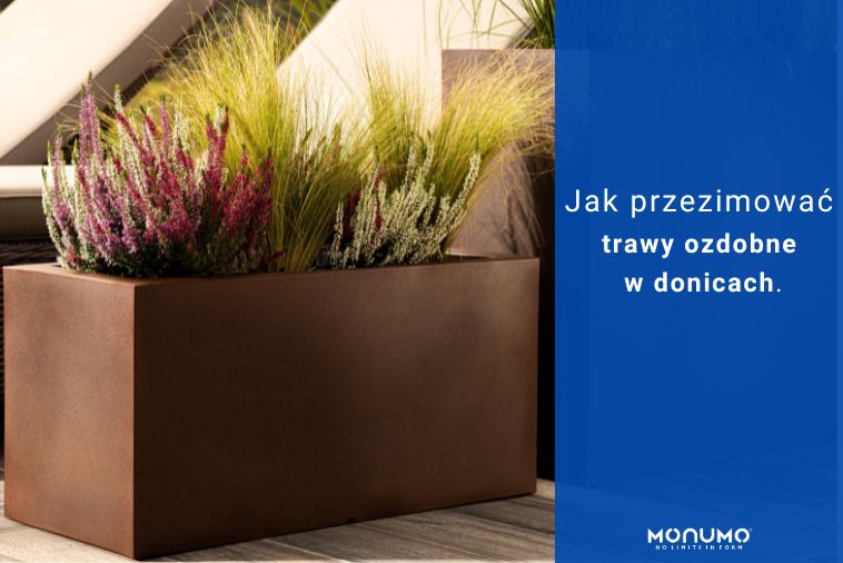 Jak przezimować trawy ozdobne w donicach?