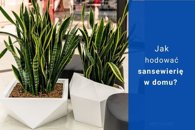 Jak hodować sansewierię w domu?
