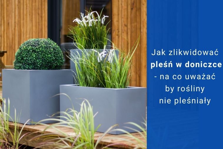 Jak zlikwidować pleśń w doniczce - na co uważać by rośliny nie pleśniały?