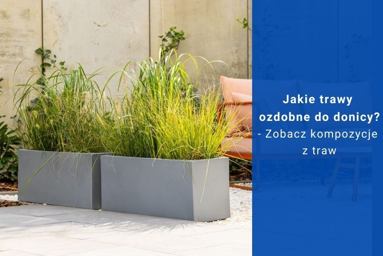 Jakie trawy ozdobne do donicy? - Zobacz kompozycje z traw