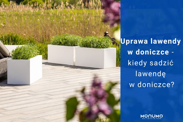 Uprawa lawendy w doniczce - kiedy sadzić lawendę w doniczce?