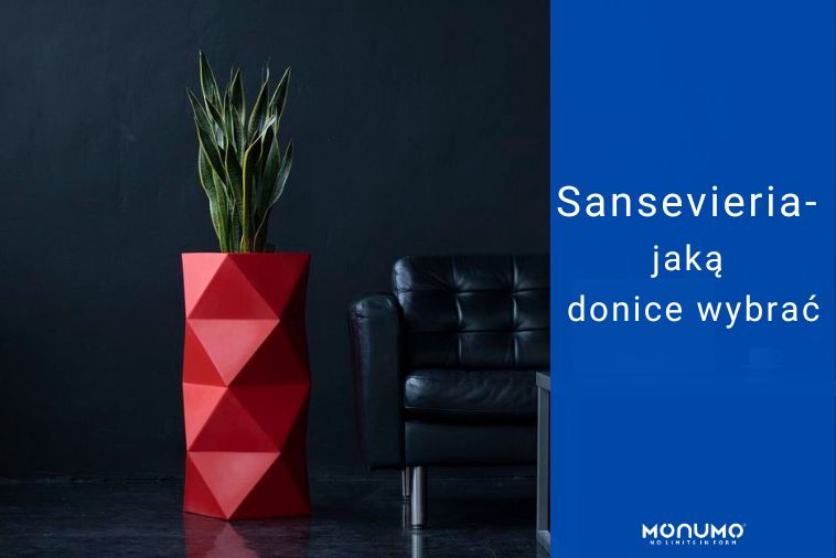 Sansevieria – jaką donicę wybrać? Poradnik.