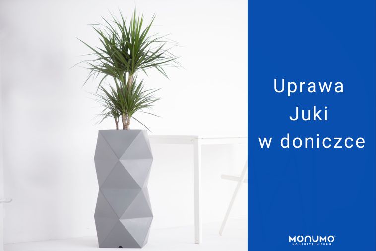 Uprawa juki w doniczce - na co trzeba zwrócić uwagę