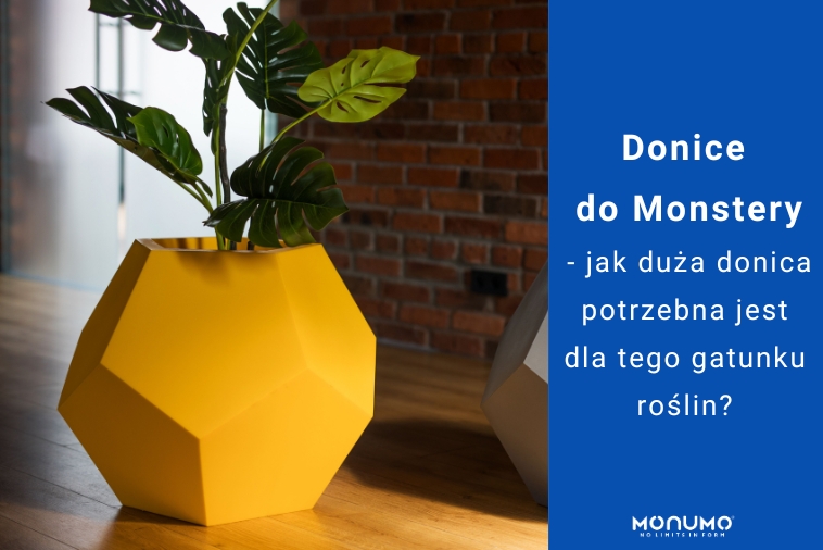 Donice do Monstery - jak duża donica potrzebna jest dla tego gatunku roślin?